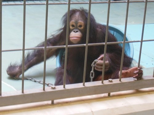 ５月１９日　釧路市動物園　オランウータン　ひな