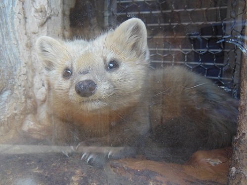 ５月１９日　釧路市動物園　エゾクロテン　てんてん