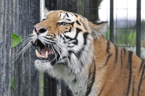 ６月２７日　おびひろ動物園　アムールトラ　マオ１