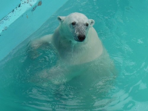 ６月２７日　おびひろ動物園　ホッキョクグマ１