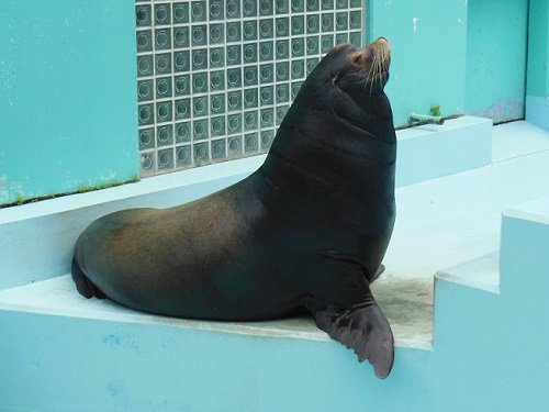 ６月２７日　おびひろ動物園　アシカとアザラシ