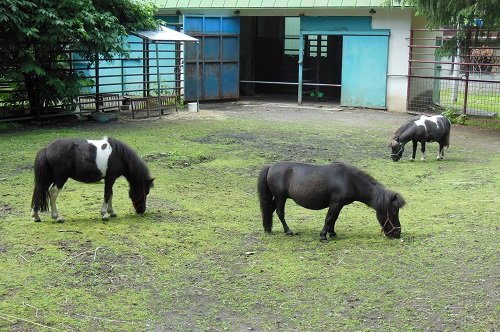 ６月２７日　おびひろ動物園　中央の草食動物たち