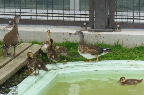 ６月２７日　おびひろ動物園　オシドリ一家