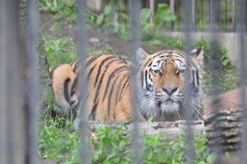 ６月２７日　おびひろ動物園　アムールトラ　マオ２