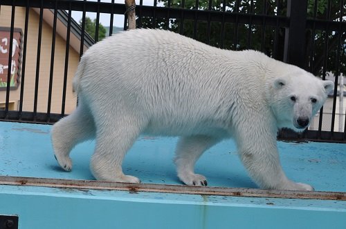 ６月２７日　おびひろ動物園　ホッキョクグマのお食事