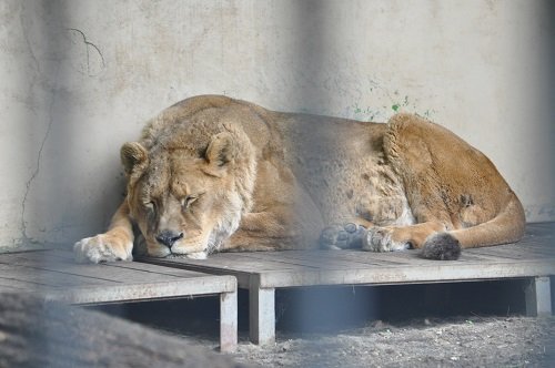 ６月２７日　おびひろ動物園　ライオン　エルザ