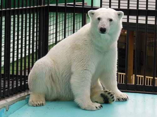 ６月２７日　おびひろ動物園　１６時頃のホッキョクグマ