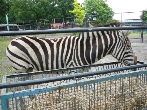 ６月２７日　おびひろ動物園　アミメキリン一家とシマウマ