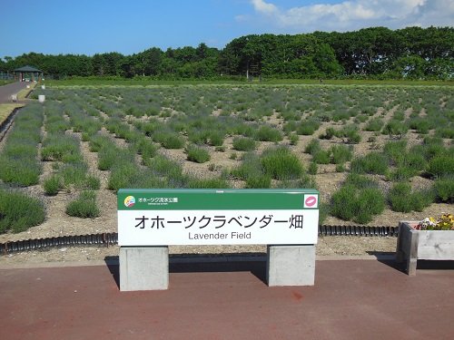 7月7日　紋別市　オホーツク流氷公園のラベンダー園