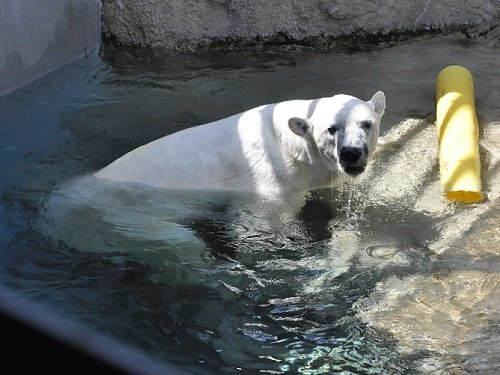7月13日 旭山動物園 ホッキョクグマ