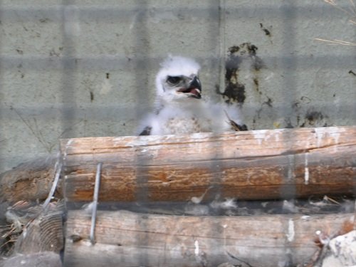 ７月１３日　旭山動物園　クマタカのヒナ