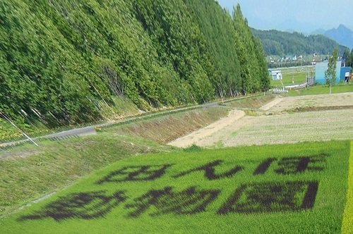 7月20日 旭川市 田んぼアート2013