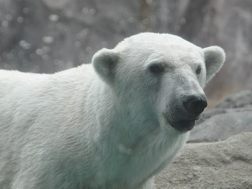 7月18日 旭山動物園 ホッキョクグマ1