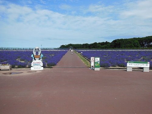 ７月２６日　紋別市　オホーツク流氷公園　ラベンダー園