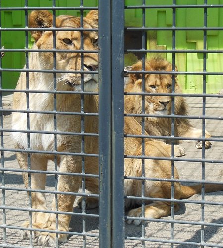 釧路市動物園　ライオン　アキラ＆ゆうき、おめでとう！！