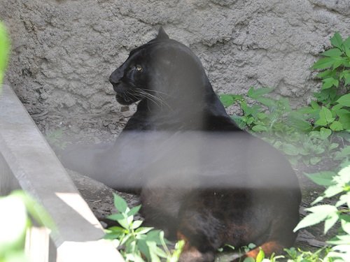 ７月１８日　旭山動物園　もうじゅう館のネコ達