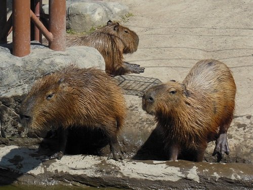 ７月１８日　旭山動物園　カピバラ