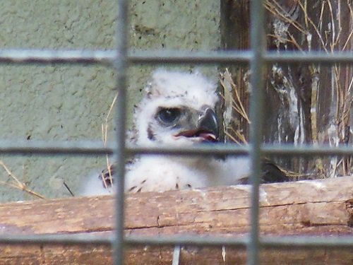 ７月１８日　旭山動物園　クマタカの幼鳥