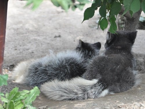 ７月１８日　旭山動物園　ホッキョクギツネ