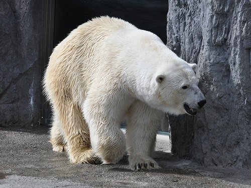 7月18日 旭山動物園 ホッキョクグマ2