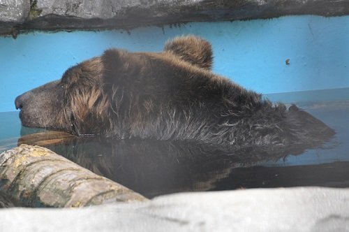 ７月１８日　旭山動物園　エゾヒグマ　くまぞう