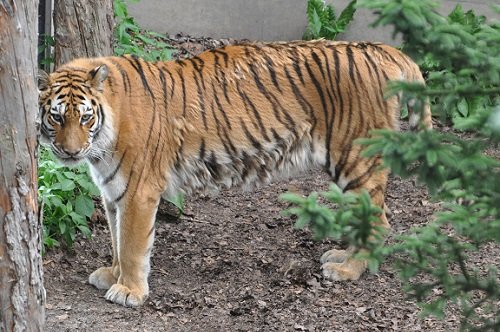 7月18日 旭山動物園 アムールトラ のん