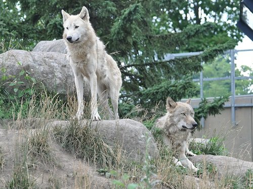 7月18日 旭山動物園 シンリンオオカミ2