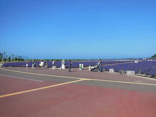 ８月４日　紋別市　オホーツク流氷公園のラベンダー園