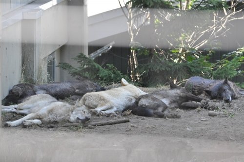 8月6日 旭山動物園 シンリンオオカミ