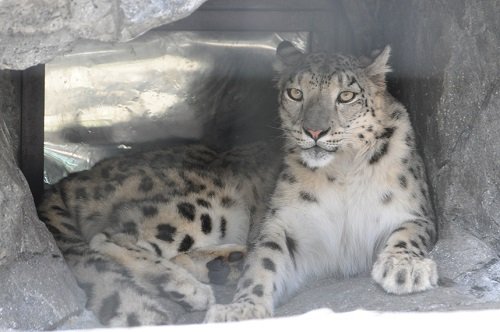 ８月６日　旭山動物園　ユキヒョウ　ジーマ