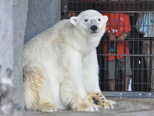 8月6日 旭山動物園 12時過ぎのホッキョクグマ