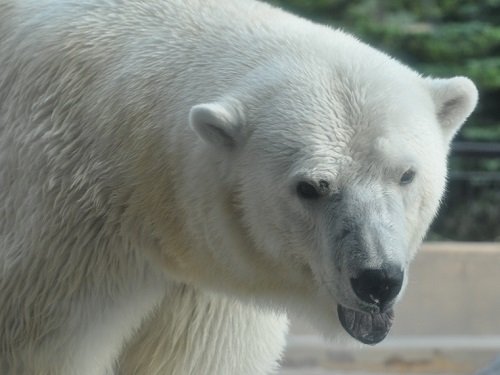 8月12日 夜の旭山動物園 ホッキョクグマ1