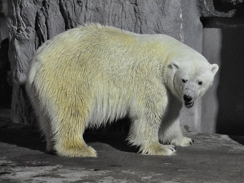 8月12日 夜の旭山動物園 ホッキョクグマ2