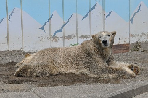 ７月２８日　釧路市動物園　ホッキョクグマ１