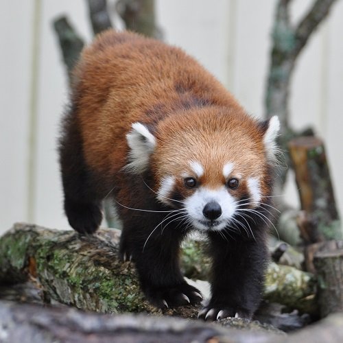 ７月２８日　釧路市動物園　レッサーパンダのパクパクタイム