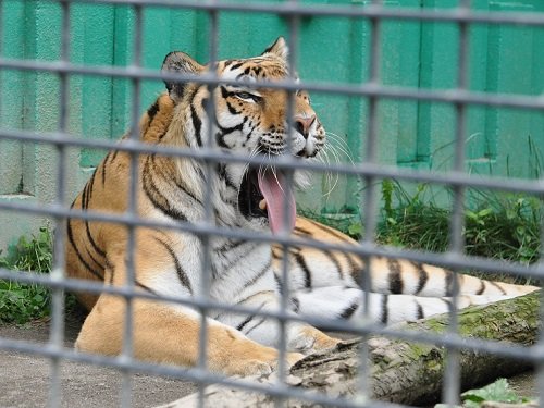 ７月２８日　釧路市動物園　アムールトラの午後