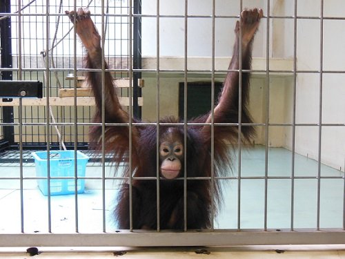 ７月２８日　釧路市動物園　オランウータン　ひな