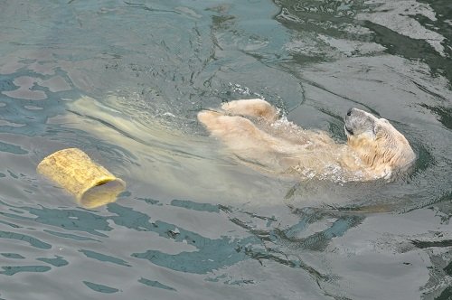 ７月２８日　釧路市動物園　ホッキョクグマ２