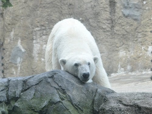 8月29日 旭山動物園 ホッキョクグマ