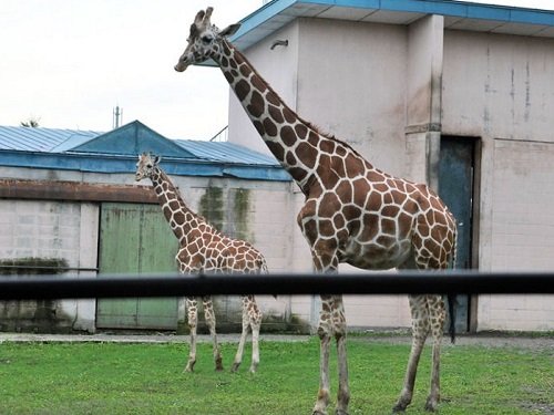 ９月５日　おびひろ動物園　アミメキリン