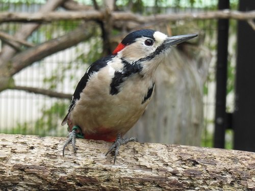 ９月５日　おびひろ動物園　中央付近