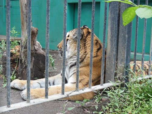 ９月５日　おびひろ動物園　トラ・ライオンとシロフクロウ