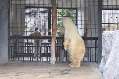10月1日 旭山動物園 ホッキョクグマ ルルとピリカ、ちょっとサツキ