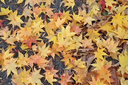 10月28日 滝上町 渚滑川渓谷遊歩道 今日の錦仙峡12