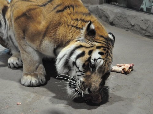 １１月３日　円山動物園　アムールトラ　タツオのお食事