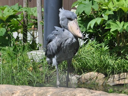 9月22日 高知県立のいち動物公園 ハシビロコウ
