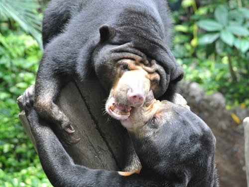 9月22日 高知県立のいち動物公園 マレーグマの母娘