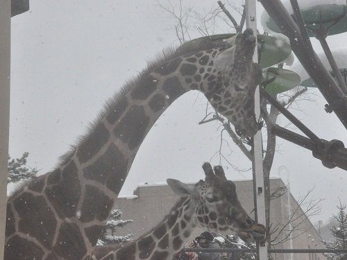 １２月１日　旭山動物園　初めてキリン舎へ！