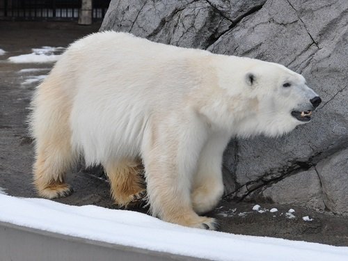 12月1日 旭山動物園 ホッキョクグマ