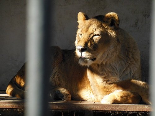 １２月７日　おびひろ動物園　ライオン　エルザ